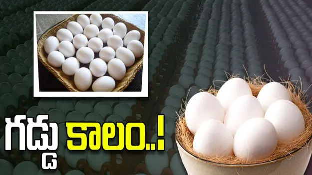 గుడ్డుకు గడ్డుకాలం!