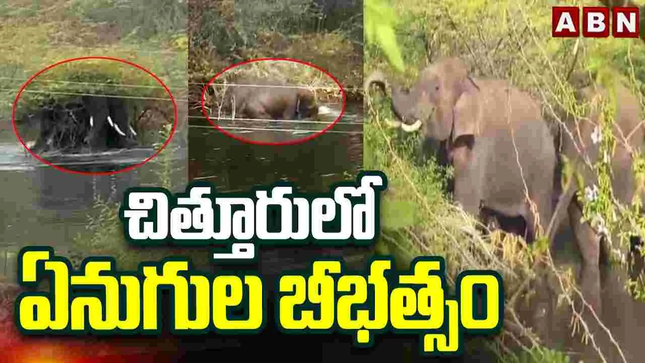 చిత్తూరులో ఏనుగుల హల్‌చల్..