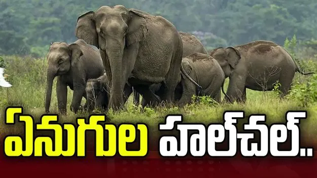 చిత్తూరు జిల్లాలో ఏనుగుల హల్‌చల్‌.. భయాందోళనలో ప్రజలు.. 