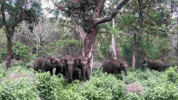 Parvati Mandapam: తిరుమలలో ఏనుగుల హల్‌చల్.. అప్రమత్తమైన అటవీ సిబ్బంది