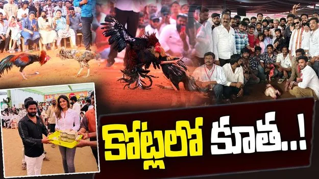 Sankranti Betting: కోట్లలో కూత