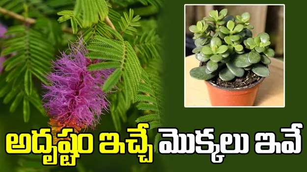 అదృష్టం కలిసి రావాలంటే ఇంట్లో ఈ మొక్కలు నాటండి.!