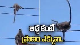 Monkey rescues baby: బిడ్డ కంటే ప్రాణం ఎక్కువ కాదు.. ఓ కోతి చేసిన సాహసం చూస్తే షాకవ్వాల్సిందే.. 
