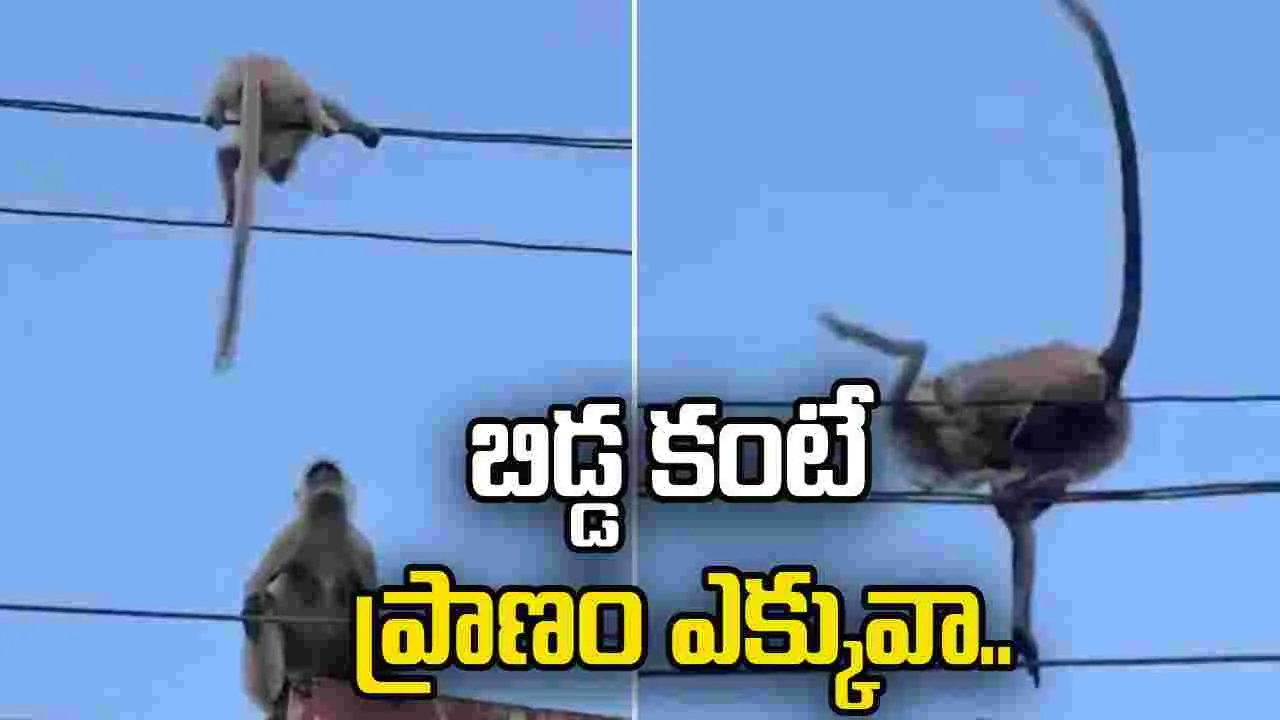 Monkey rescues baby: బిడ్డ కంటే ప్రాణం ఎక్కువ కాదు.. ఓ కోతి చేసిన సాహసం చూస్తే షాకవ్వాల్సిందే.. 
