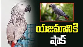 పండుగ రోజు యజమానికి షాక్.. ఎగిరిపోయిన రూ.80వేల చిలుక