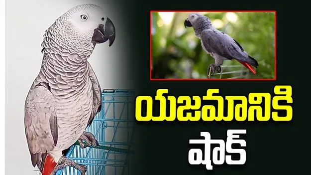 పండుగ రోజు యజమానికి షాక్.. ఎగిరిపోయిన రూ.80వేల చిలుక