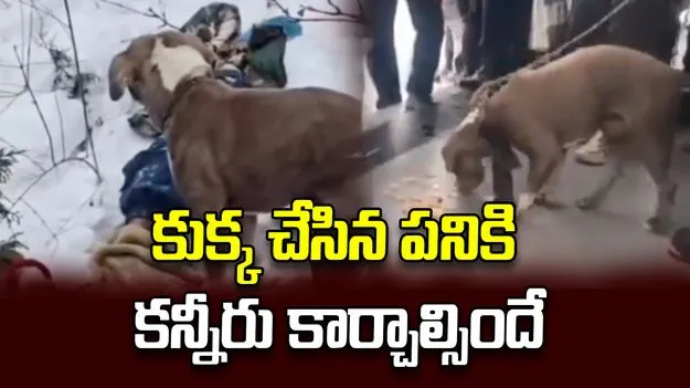 ఎముకలు కొరికే చలిలోనూ.. 4 రోజులుగా యజమాని శవం వద్దే శునకం.!