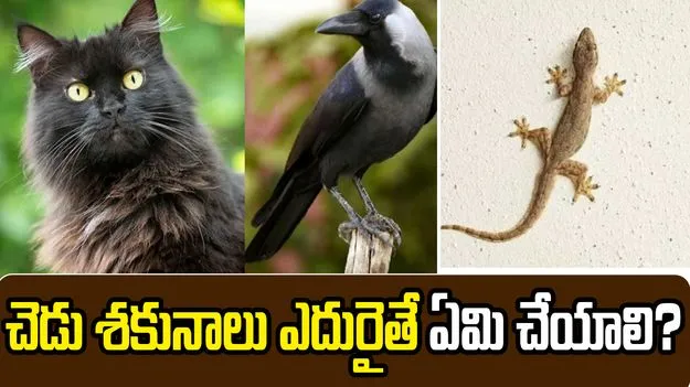 బయటకు వెళ్లేటప్పుడు చెడు శకునాలు ఎదురైతే ఏం చేయాలి?