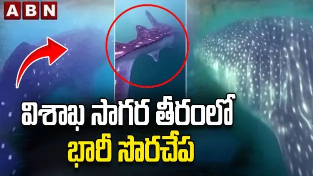 విశాఖ సాగర తీరంలో వేల్‌ షార్క్‌