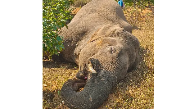 విద్యుత్‌ షాక్‌తో గజరాజు మృతి