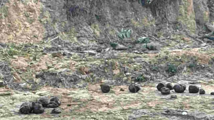 తిరుమలలో ఏనుగుల గుంపు హల్‌చల్‌