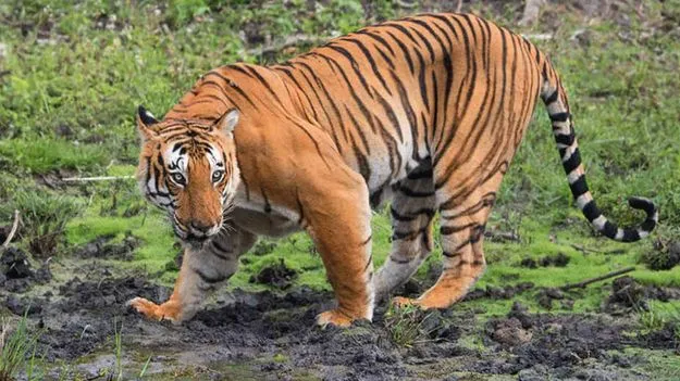 వణుకు పుట్టిస్తున్న పెద్ద పులి.. రాజమండ్రి సమీపంలో..