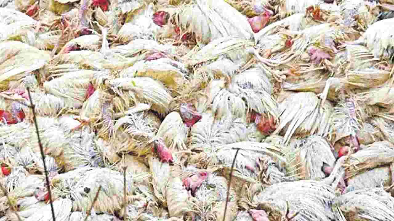ఆ కోళ్లు బర్డ్‌ఫ్లూతోనే చనిపోయాయి