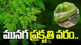 మునగాకుతో కలిగే ప్రయోజనాలు తెలిస్తే అస్సలు వదలరు.!