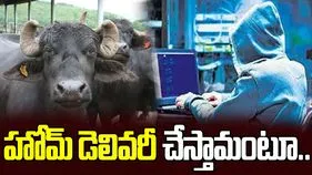 పాడి గేదెల పేరుతో భారీ మోసం.. పశువులను ఇంటికే పంపిస్తామంటూ..