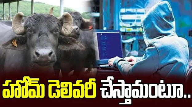 పాడి గేదెల పేరుతో భారీ మోసం.. పశువులను ఇంటికే పంపిస్తామంటూ..
