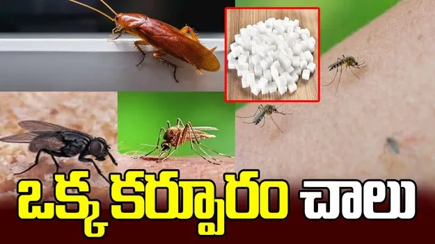 ఈగలు, దోమలు బొద్దింకలతో విసిగిపోయారా? ఈ ఒక్కటి ట్రై చేయండి చాలు..