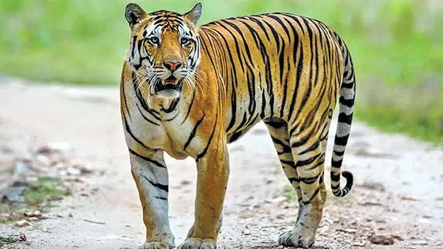 బాబోయ్‌ పులి...