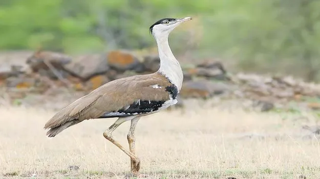 బట్టమేక.. నువ్వెక్కడ?