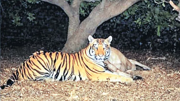 సీసీ కెమెరాకు చిక్కిన పులి