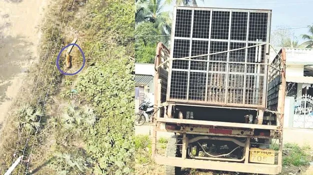 ఆగని పులి పంజా