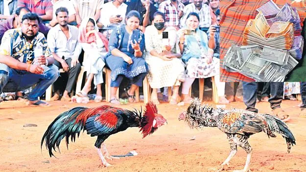 Sankranti Betting: కోట్లలో కూత