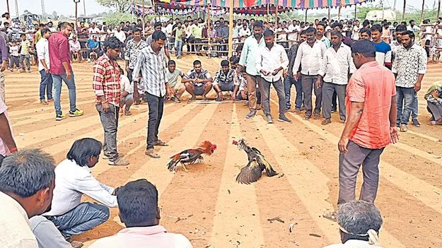 Sankranti Festival Gambling: కోట్లా..ట