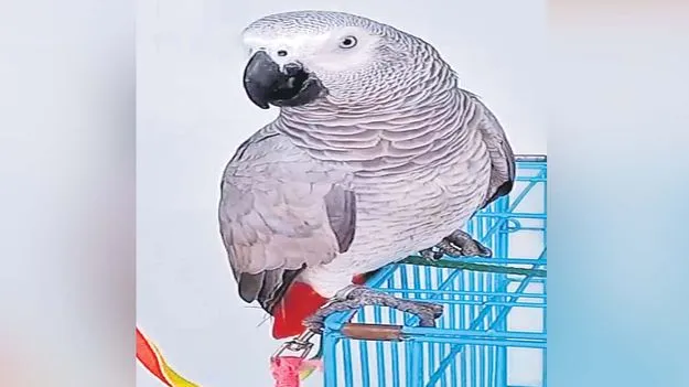 చిలుక వచ్చేసింది.. క్షేమంగా!