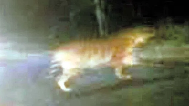 మళ్లీ పంజా విసిరిన పులి