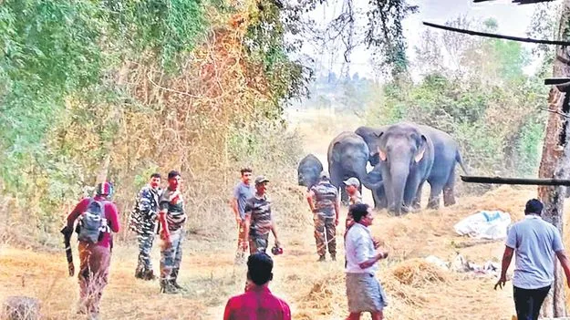 బొబ్బిలి సమీపంలో గజరాజుల స్వైరవిహారం
