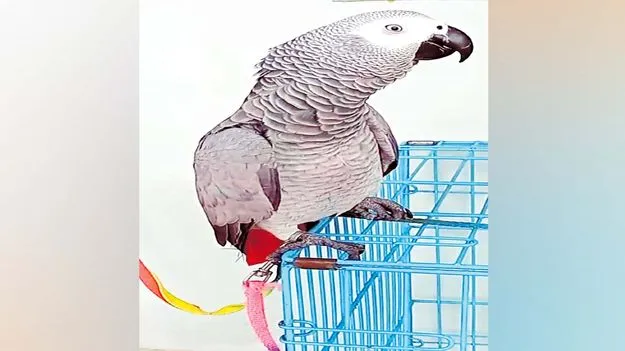 రామ్మా.. చిలుకమ్మా!