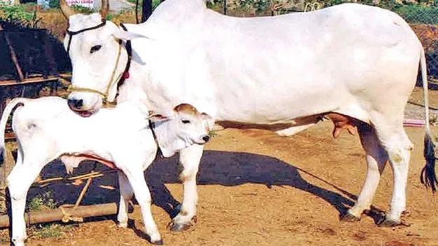 ఆవు దూడపై లైంగిక దాడి