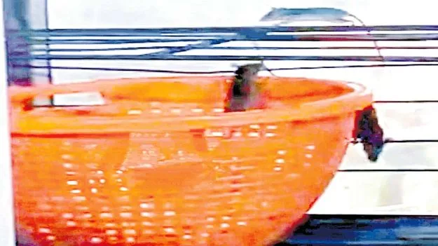 అన్నవరంలోని ప్రసాద విక్రయ  కేంద్రంలో మూషికాలు