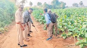 చిక్కినట్టే చిక్కి.. తప్పించుకున్న పులి 