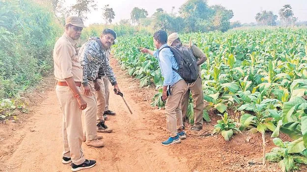 చిక్కినట్టే చిక్కి.. తప్పించుకున్న పులి 