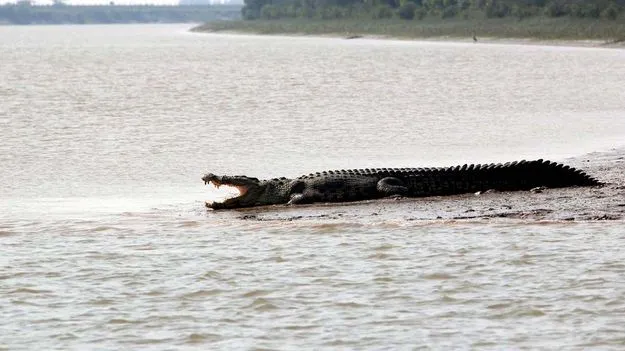 గోదావరిలో మొసళ్లు.. పాపికొండల వద్ద సంచారం