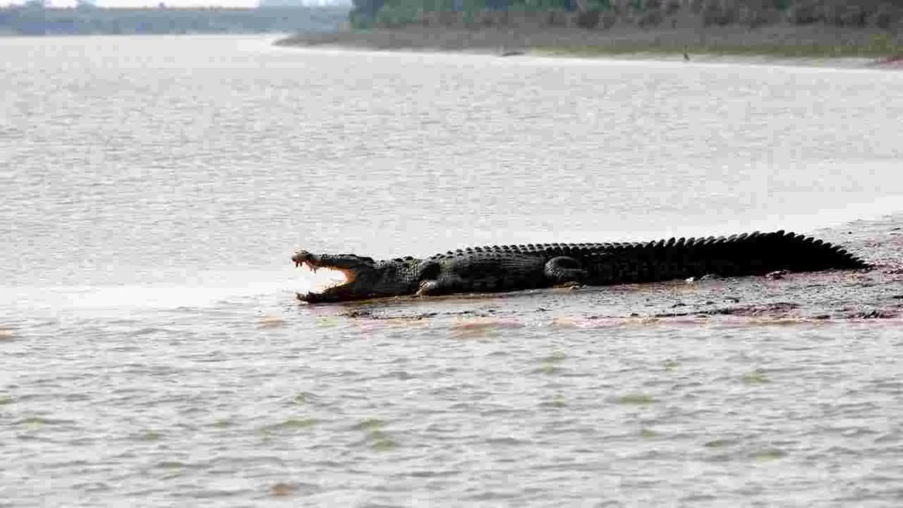 గోదావరిలో మొసళ్లు.. పాపికొండల వద్ద సంచారం