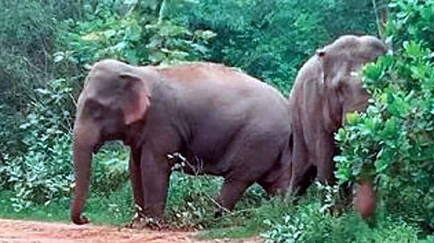 Tirumala: తిరుమలలో ఏనుగుల గుంపు కలకలం