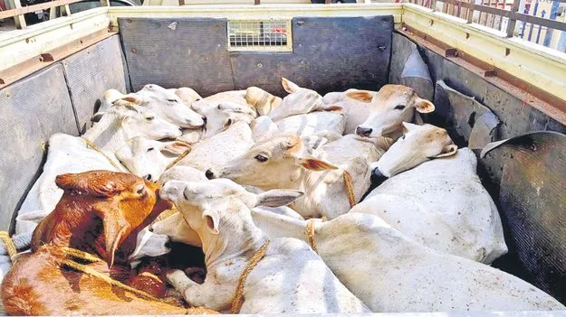 ఖాకీల అవినీతి గోవుల దీనస్థితి 