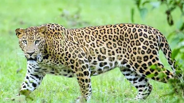 అదిగో పులి.. ఇదిగో తోక!