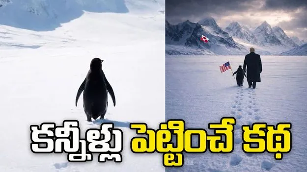 వైరల్ పెంగ్విన్ వీడియో వెనుక కన్నీళ్లు పెట్టించే కథ