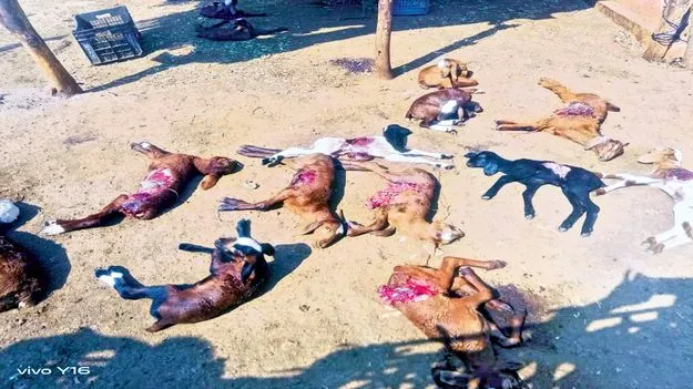 కుక్కల దాడిలో 15 గొర్రెలు మృతి 