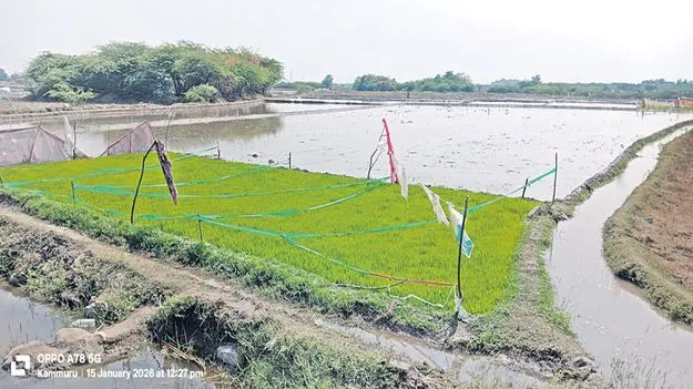 వరిసాగుకు సిద్ధం 