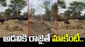 Lion And Buffalo Viral Video: గేదెను చుట్టుముట్టిన సింహాల గుంపు.. ప్రాణం తీసే సమయంలో షాకింగ్ ట్విస్ట్.. 