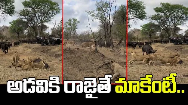 Lion And Buffalo Viral Video: గేదెను చుట్టుముట్టిన సింహాల గుంపు.. ప్రాణం తీసే సమయంలో షాకింగ్ ట్విస్ట్.. 
