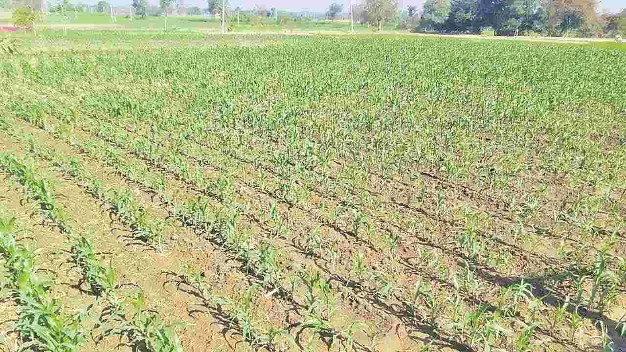 దున్నకుండానే సాగు ... బహు బాగు | No Till Farming That Cuts Costs and Boosts Profits The Saguna Regenerative Technique ksv