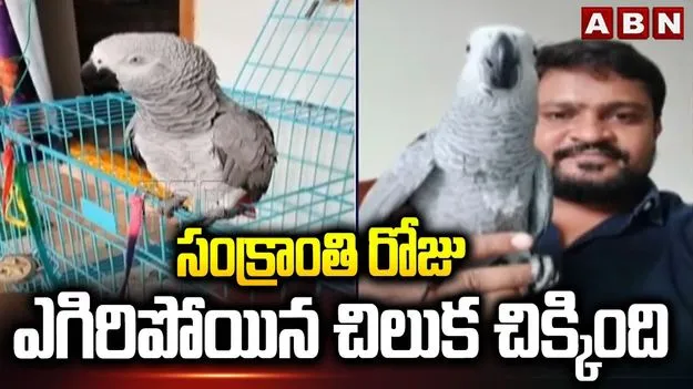 10 రోజుల తర్వాత యజమాని చెంతకు చేరిన మాట్లాడే చిలుక