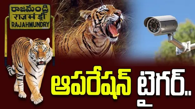 అటవీ శాఖ భారీ రెస్క్యూ ఆపరేషన్.. పులి కదలికలపై 4G కెమెరాలతో నిఘా..