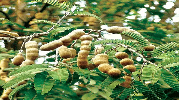      చింత దిగుబడి అంతంతే!