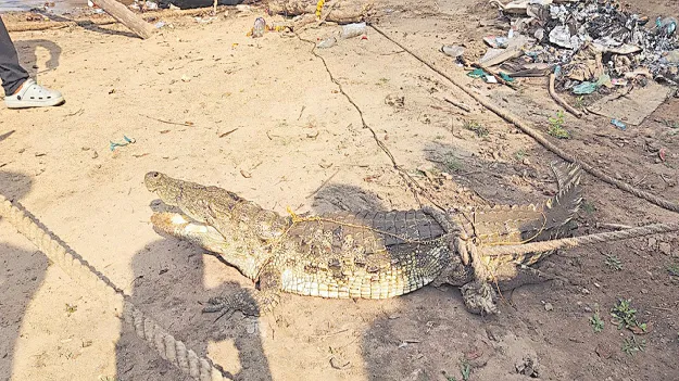 పోచవరం బోట్‌ పాయింట్‌ దగ్గర మొసలి కలకలం